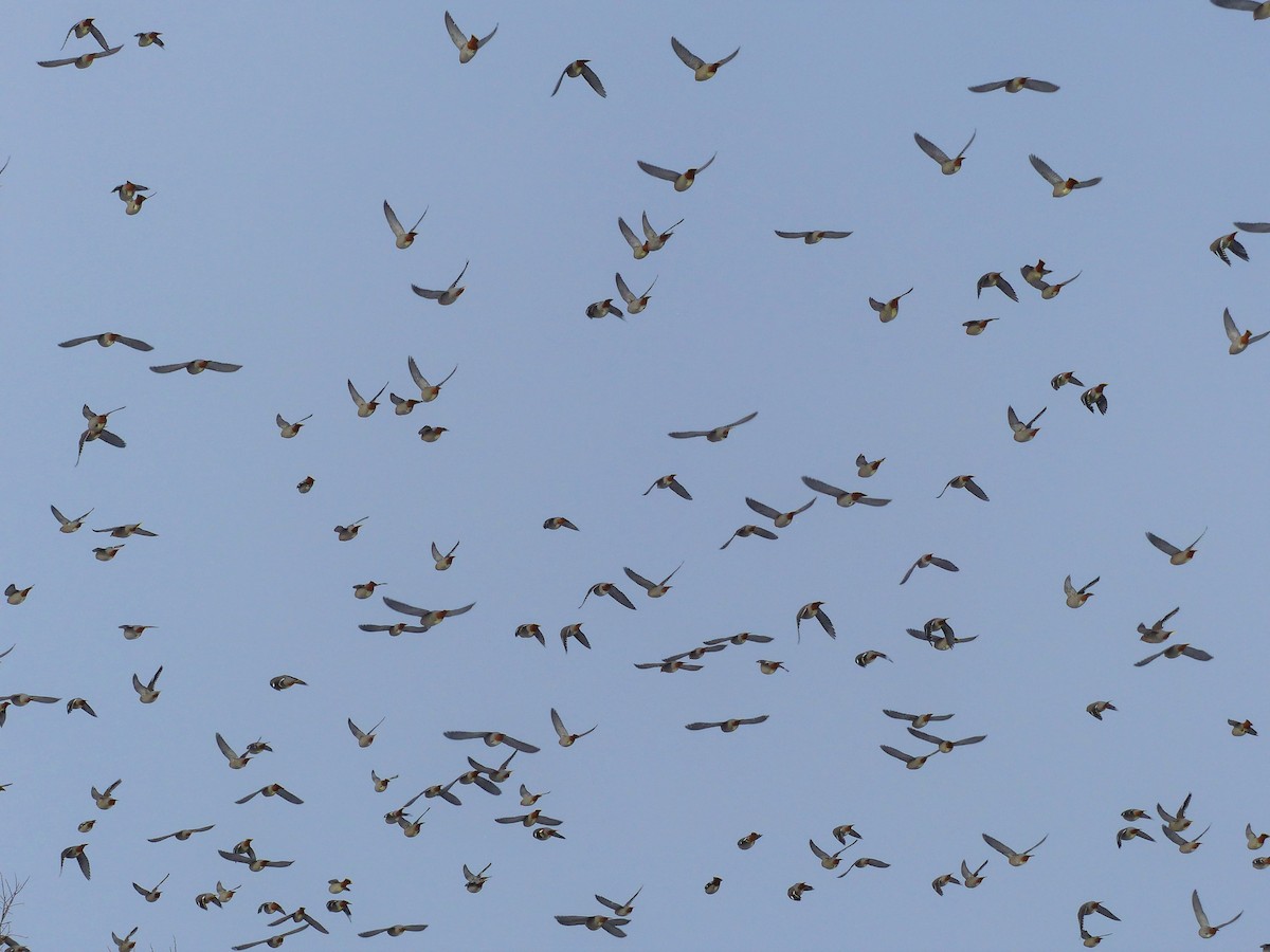 Bohemian Waxwing - ML613761854