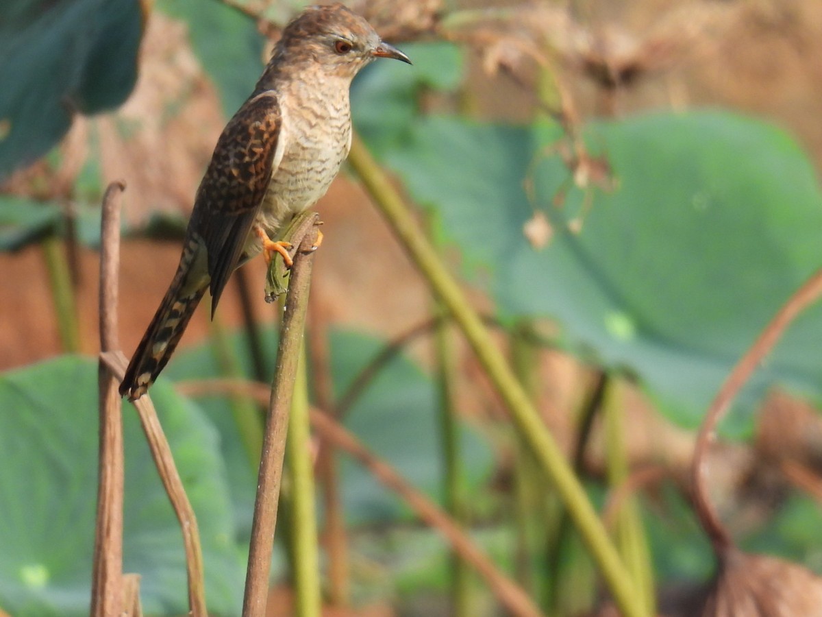 Plaintive Cuckoo - Nuttha Sinlapa