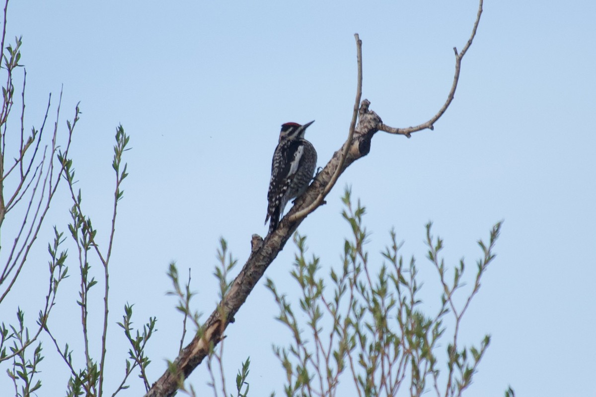 Yellow-bellied Sapsucker - ML613762057