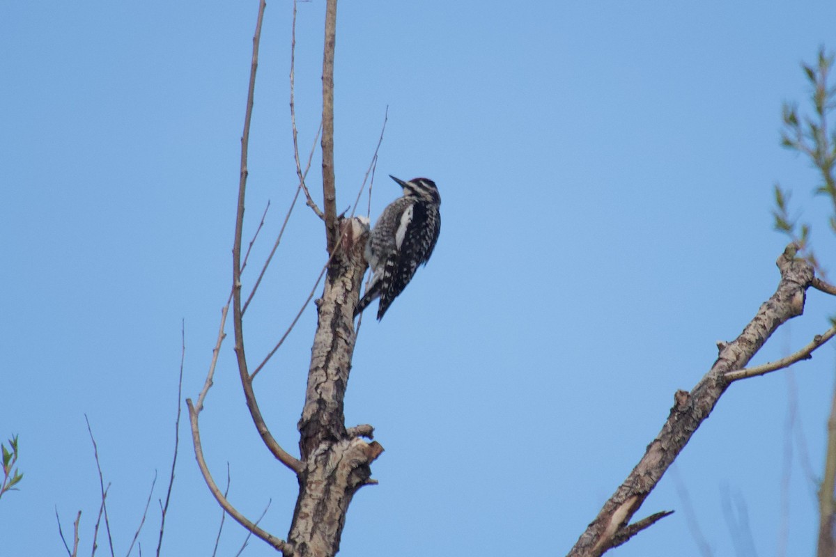 Yellow-bellied Sapsucker - ML613762058