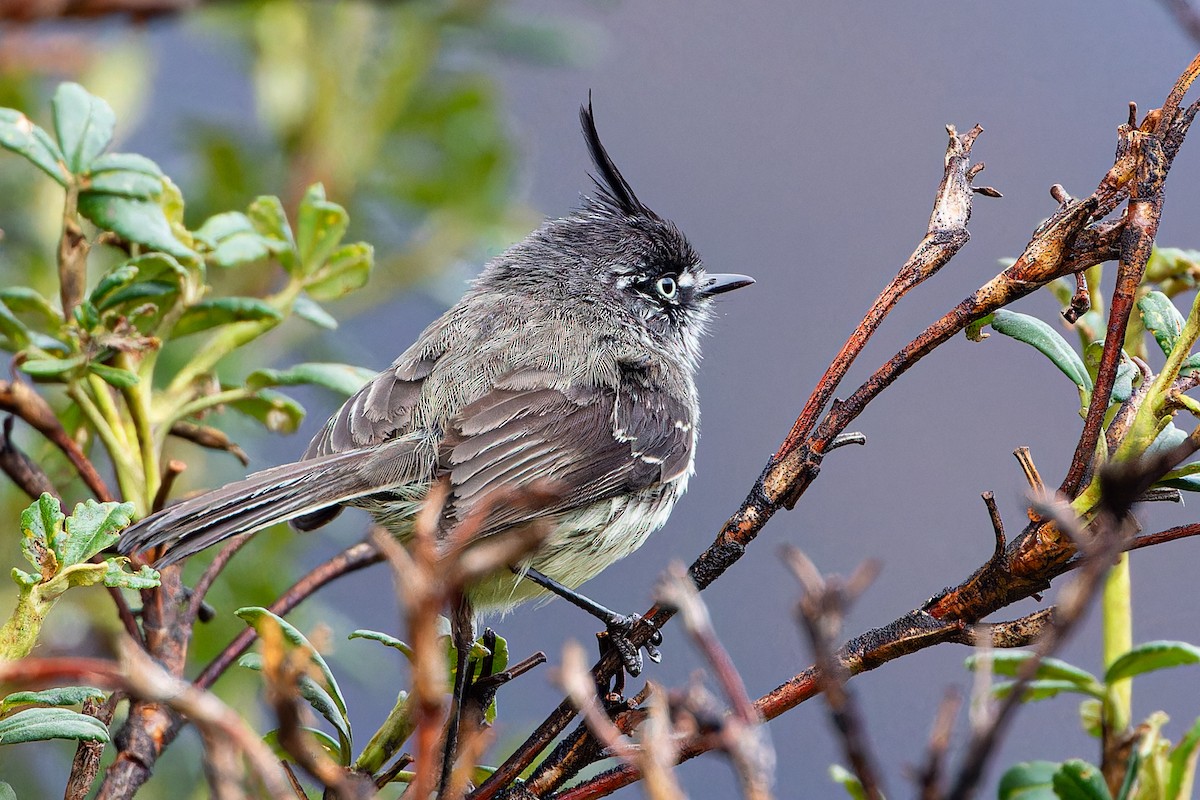 Taurillon mésange - ML613762097