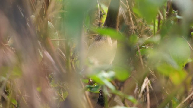 Chinese Bush Warbler - ML613762101