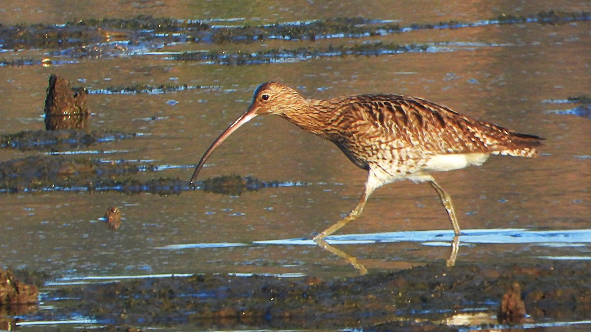 Eurasian Curlew - ML613762136