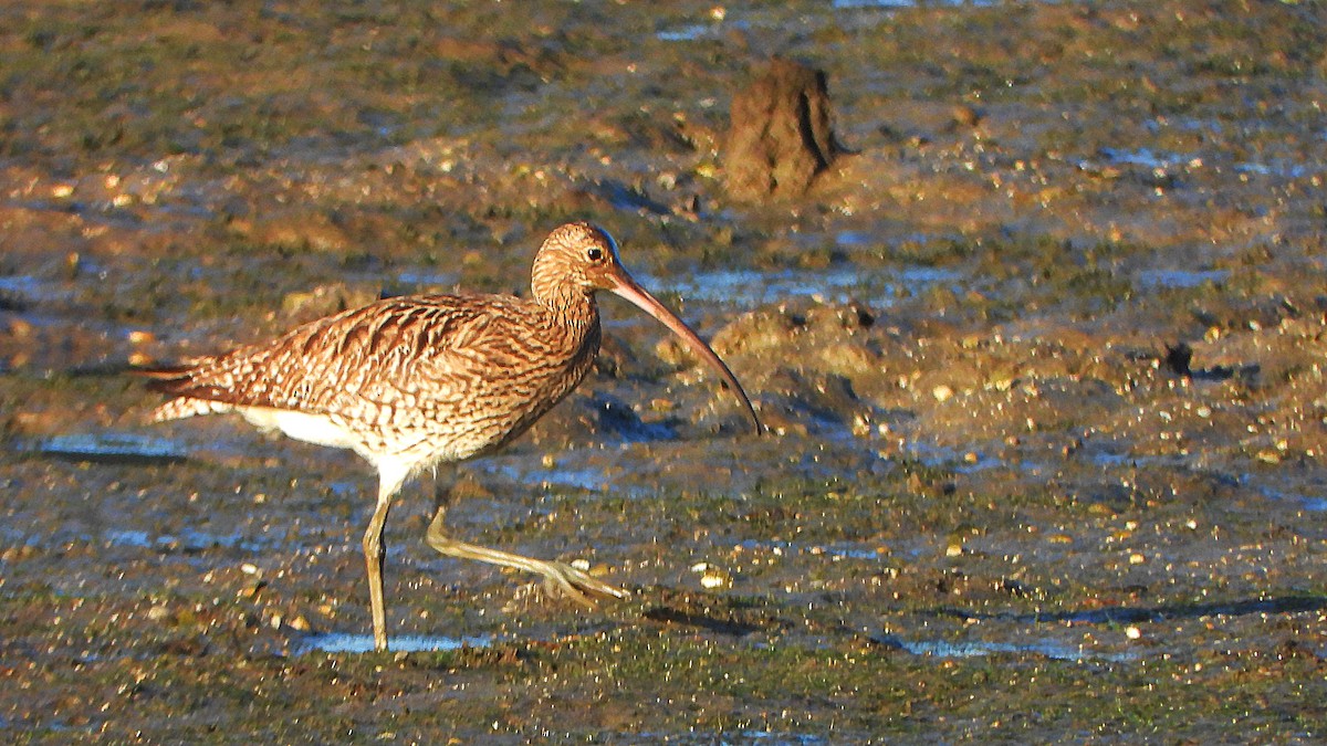 Eurasian Curlew - ML613762137