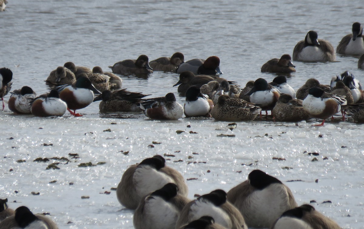 Northern Shoveler - ML613762218