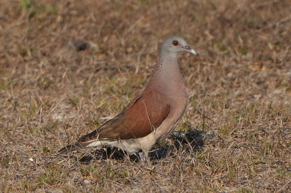 Malagasy Turtle-Dove - ML613762243