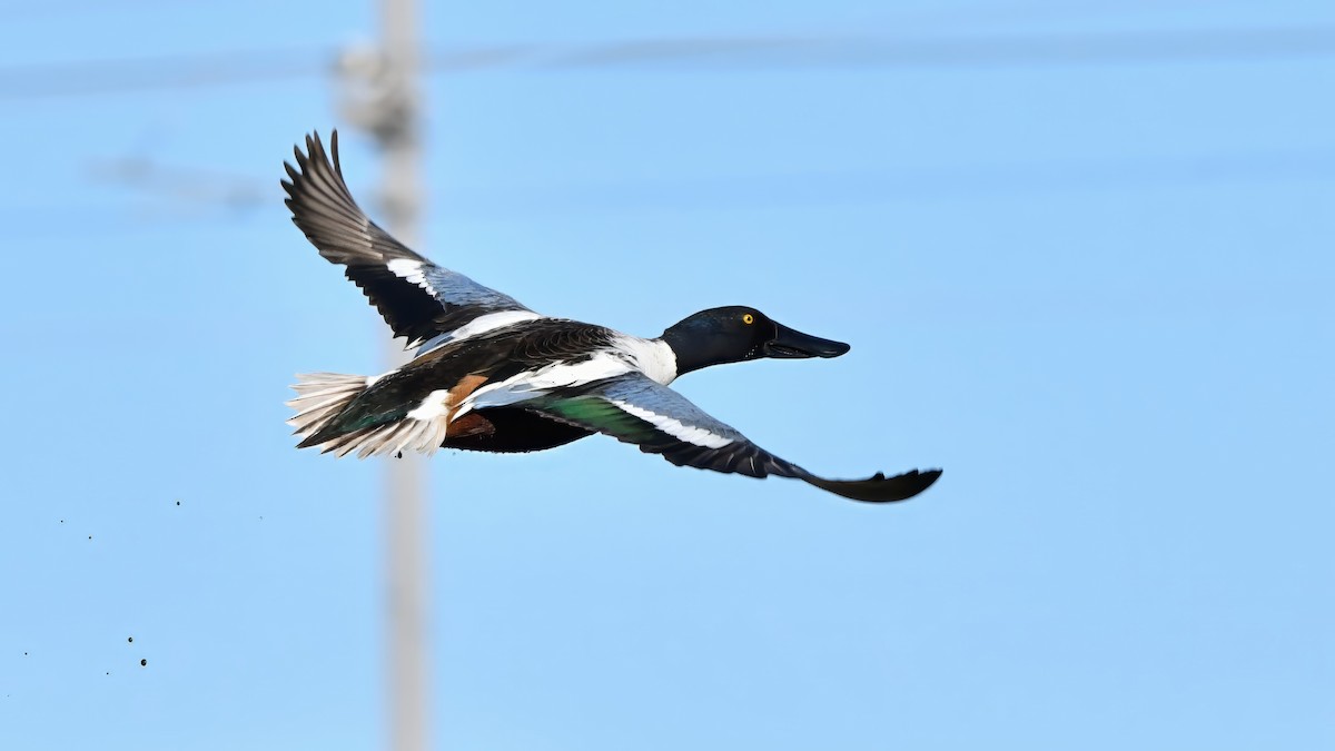 Northern Shoveler - ML613762311