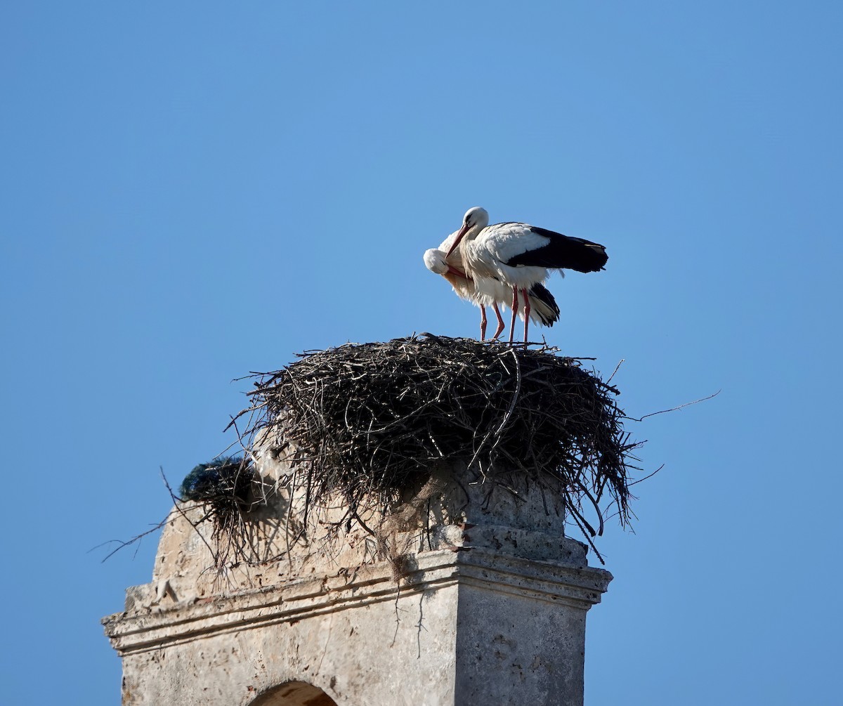 White Stork - ML613762416