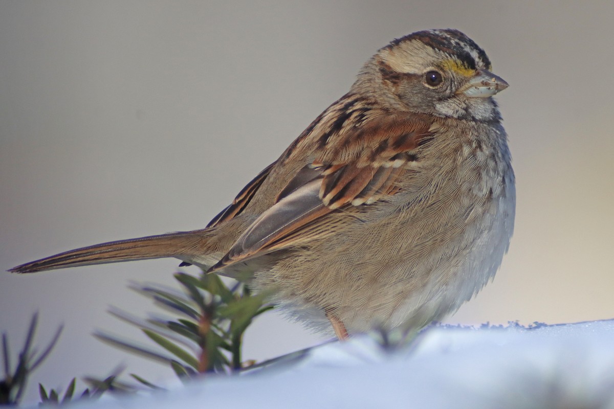 White-throated Sparrow - ML613762421