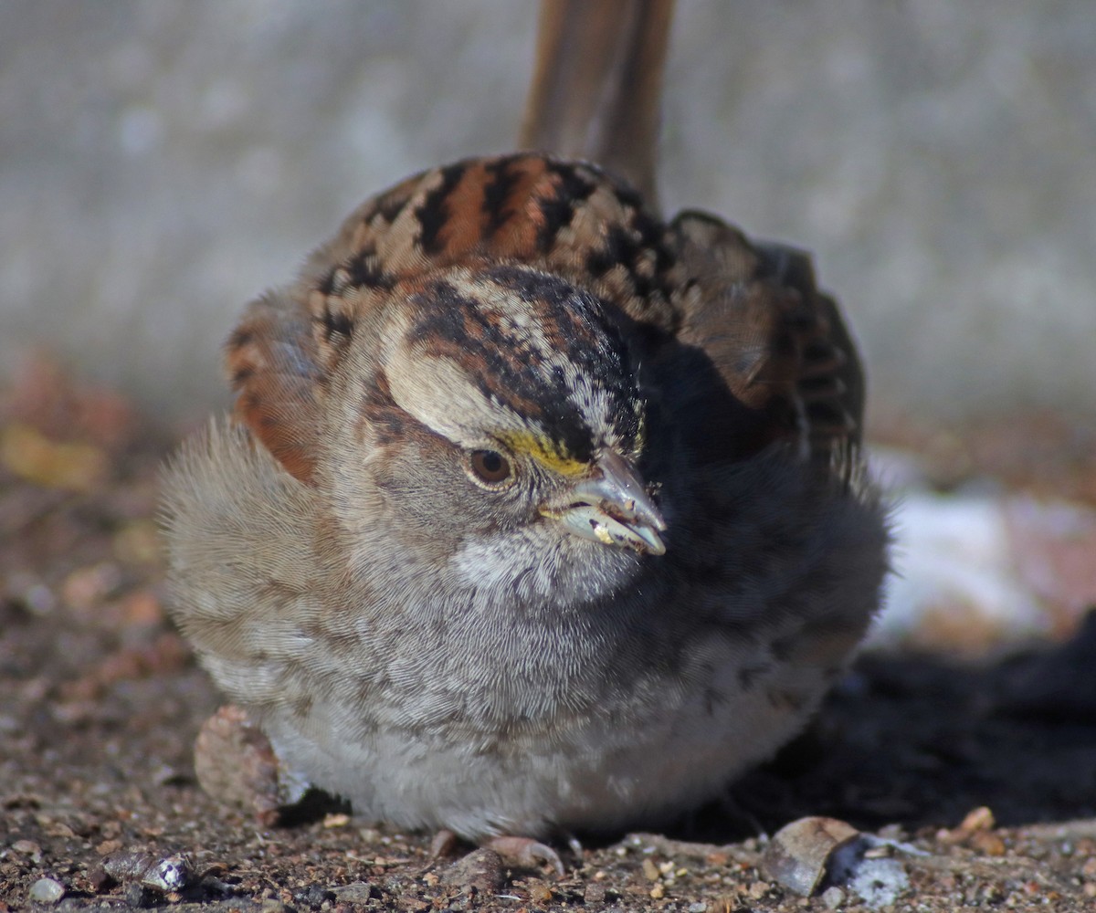 White-throated Sparrow - ML613762423