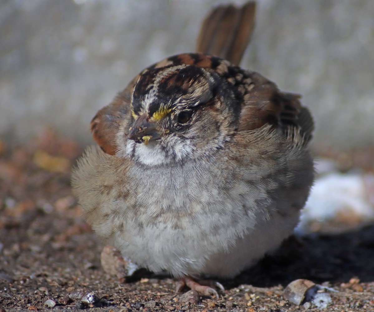 White-throated Sparrow - ML613762424