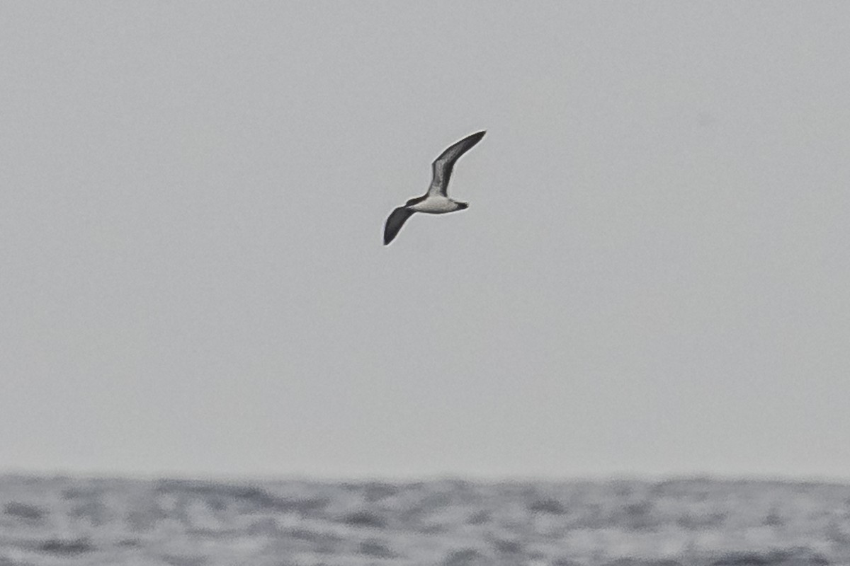 Galapagos Shearwater (Light-winged) - Amed Hernández