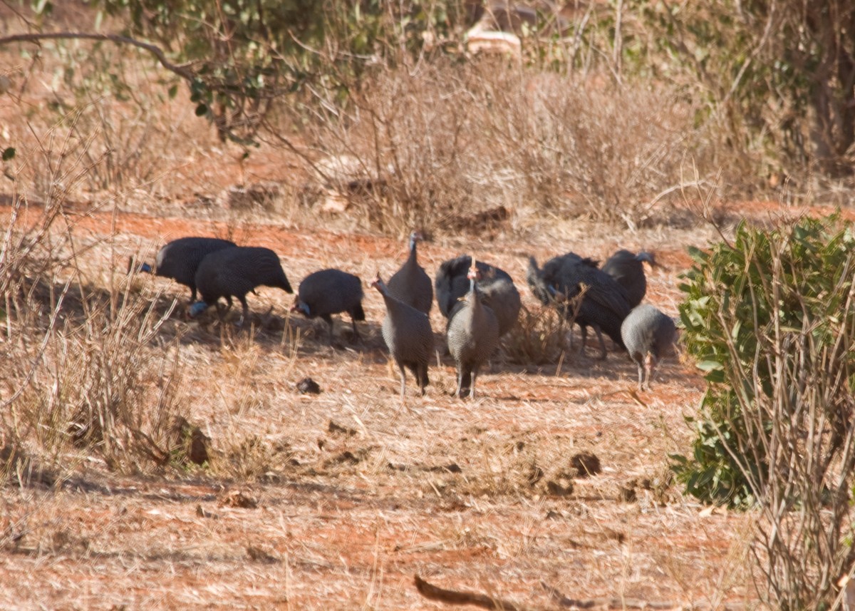 Helmeted Guineafowl - ML613762496