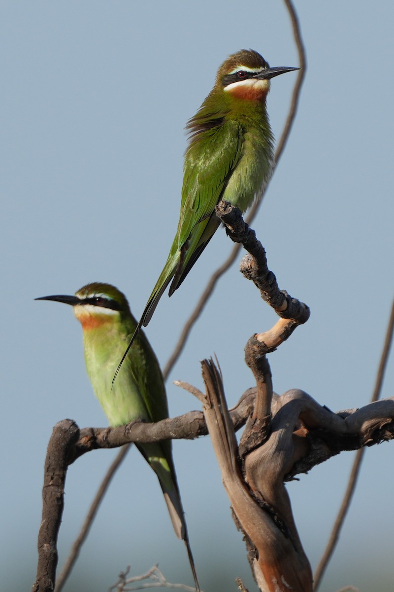 Madagascar Bee-eater - ML613762536