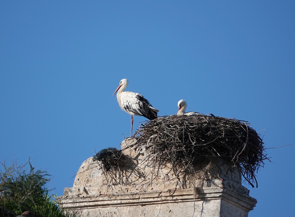 White Stork - ML613762550