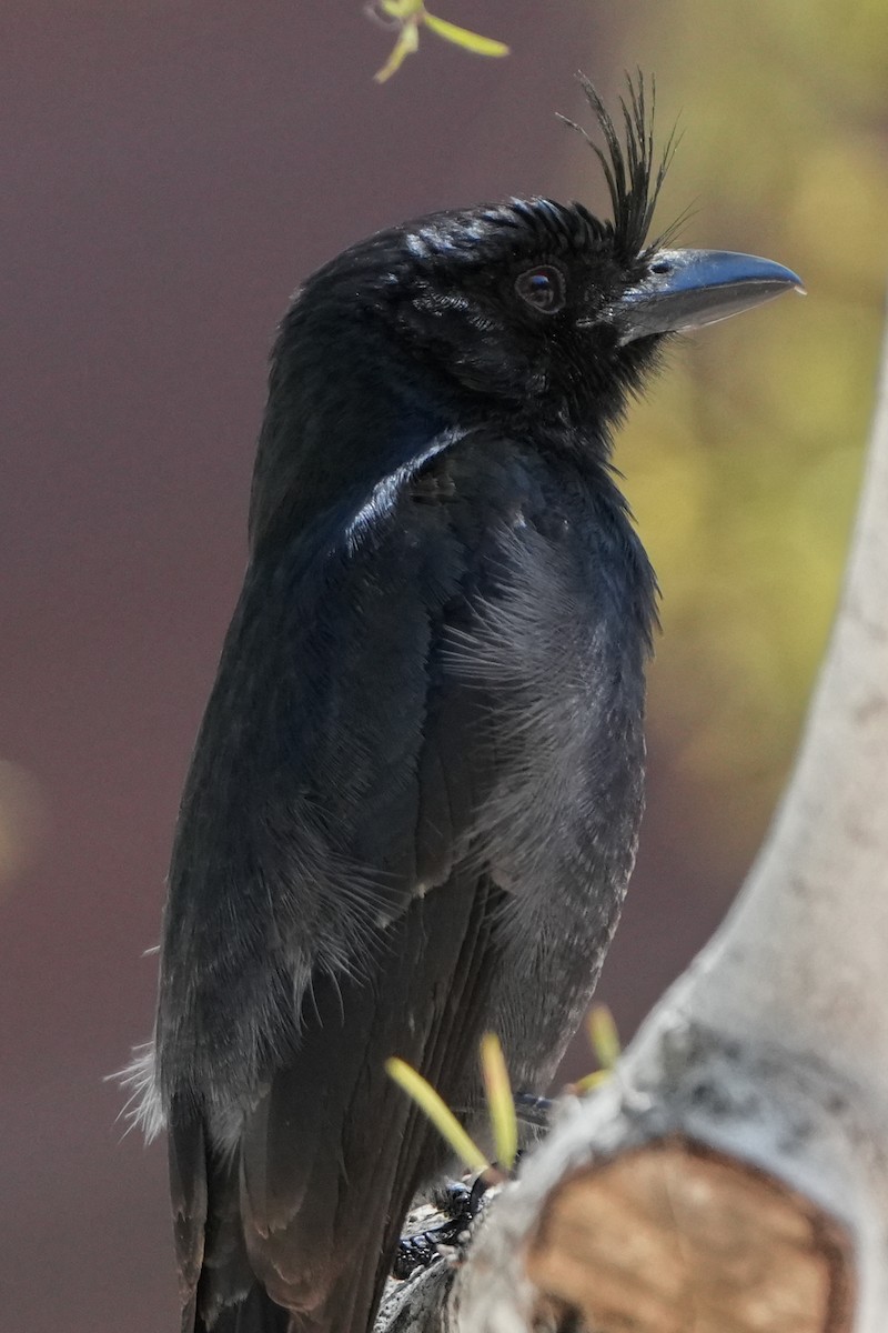 Sorguçlu Drongo - ML613762551