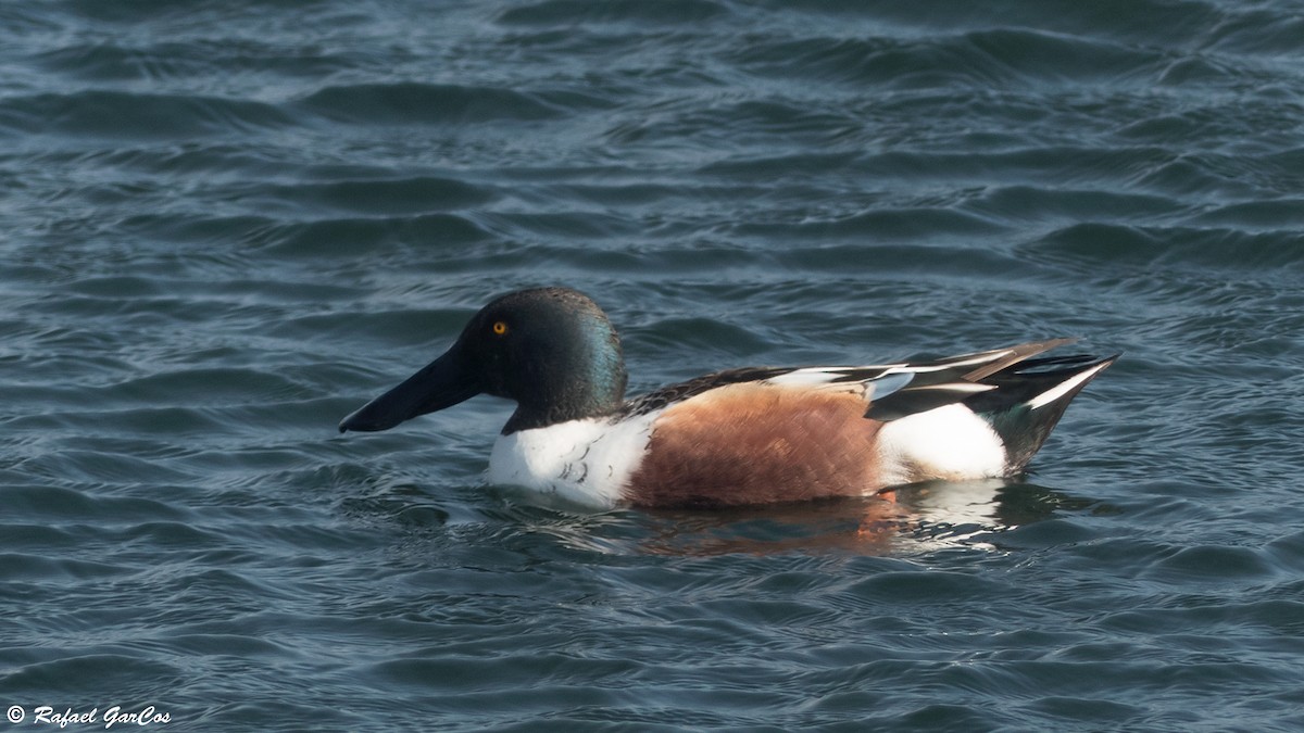 Northern Shoveler - ML613762677