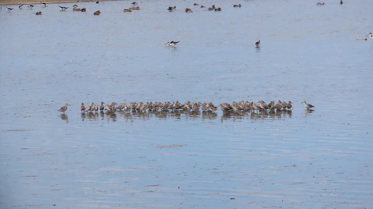 Stilt Sandpiper - ML613762682