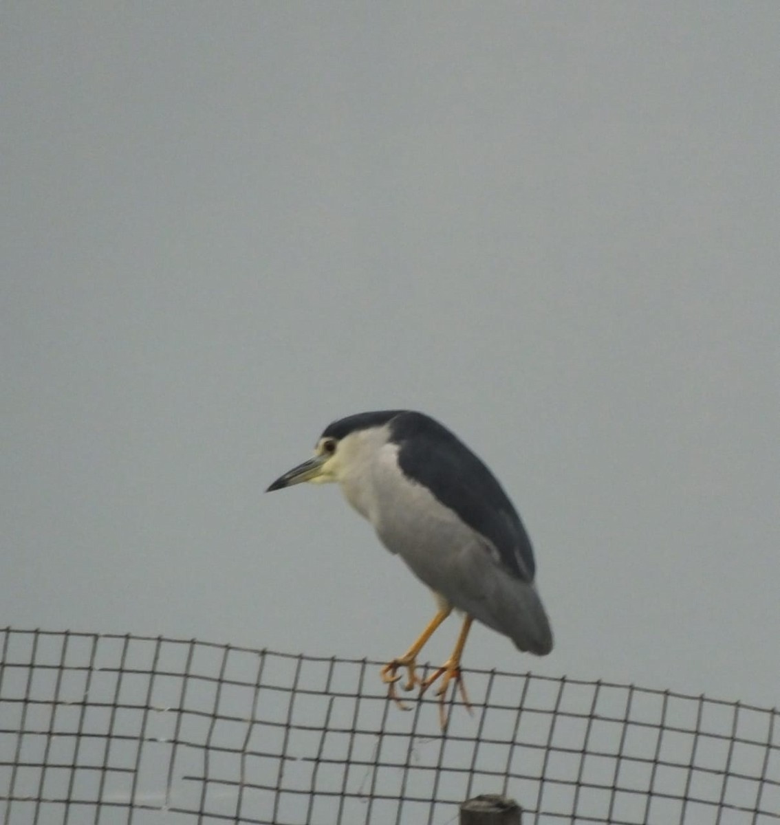 Black-crowned Night Heron - ML613762736