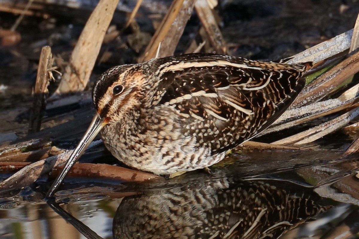 Wilson's Snipe - michael vedder