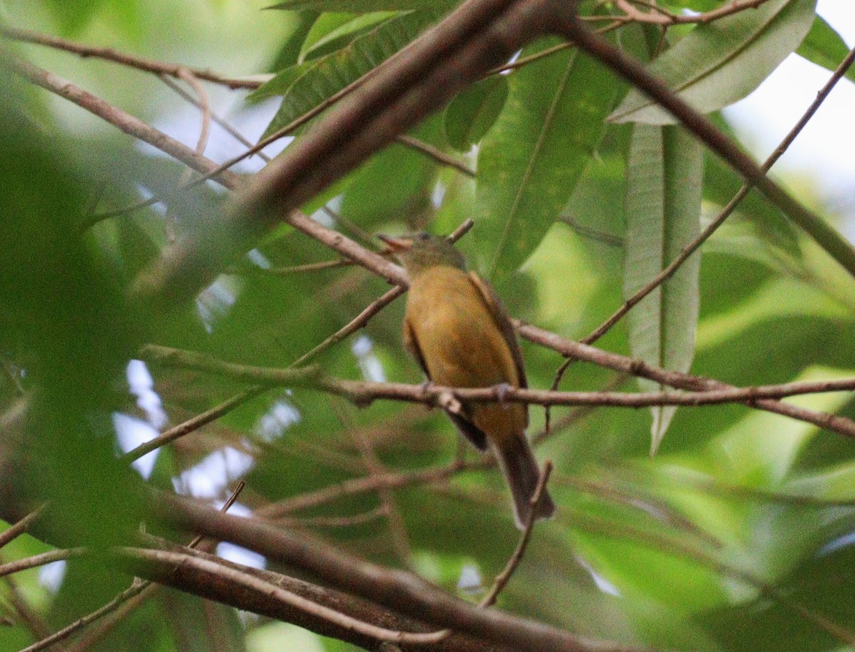 Ochre-bellied Flycatcher - Elby Anderson A Silva