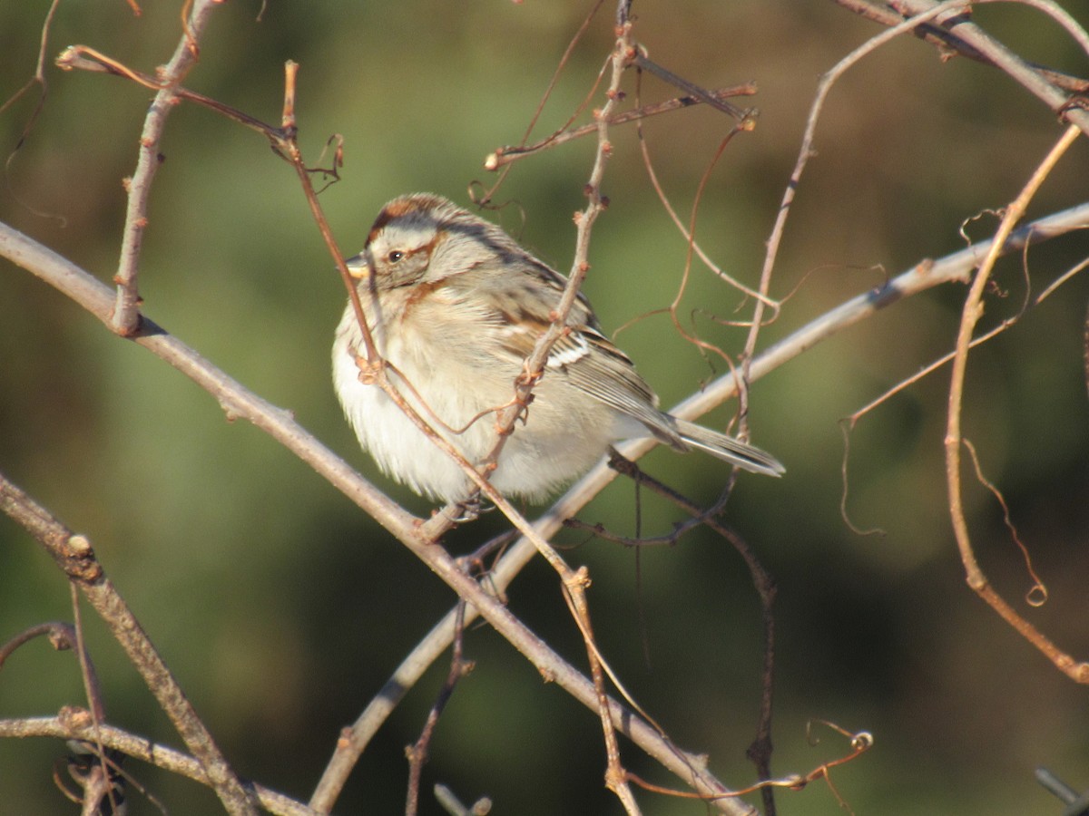 American Tree Sparrow - ML613762831