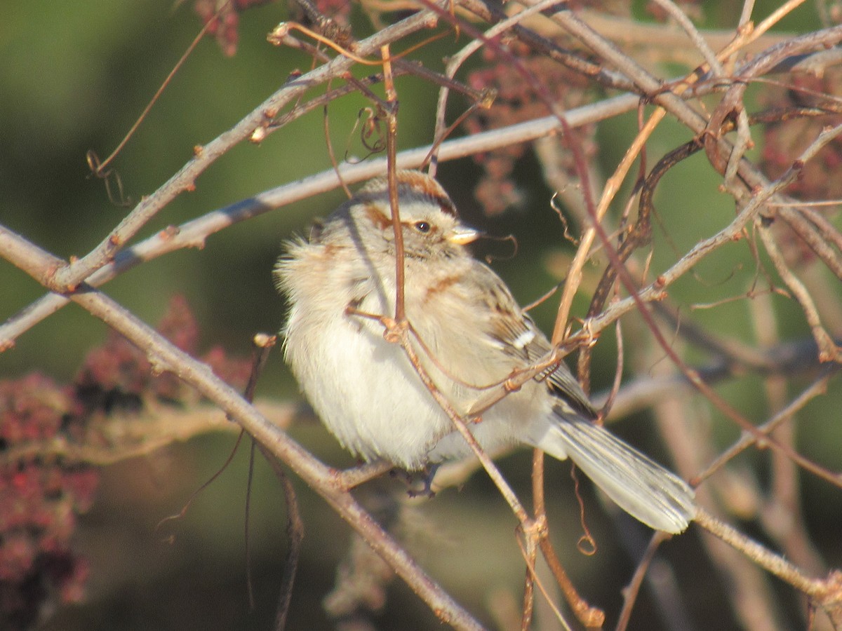 American Tree Sparrow - ML613762833