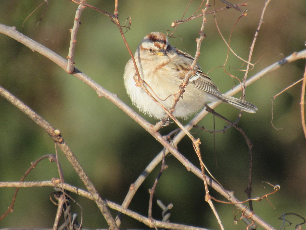 American Tree Sparrow - John Coyle