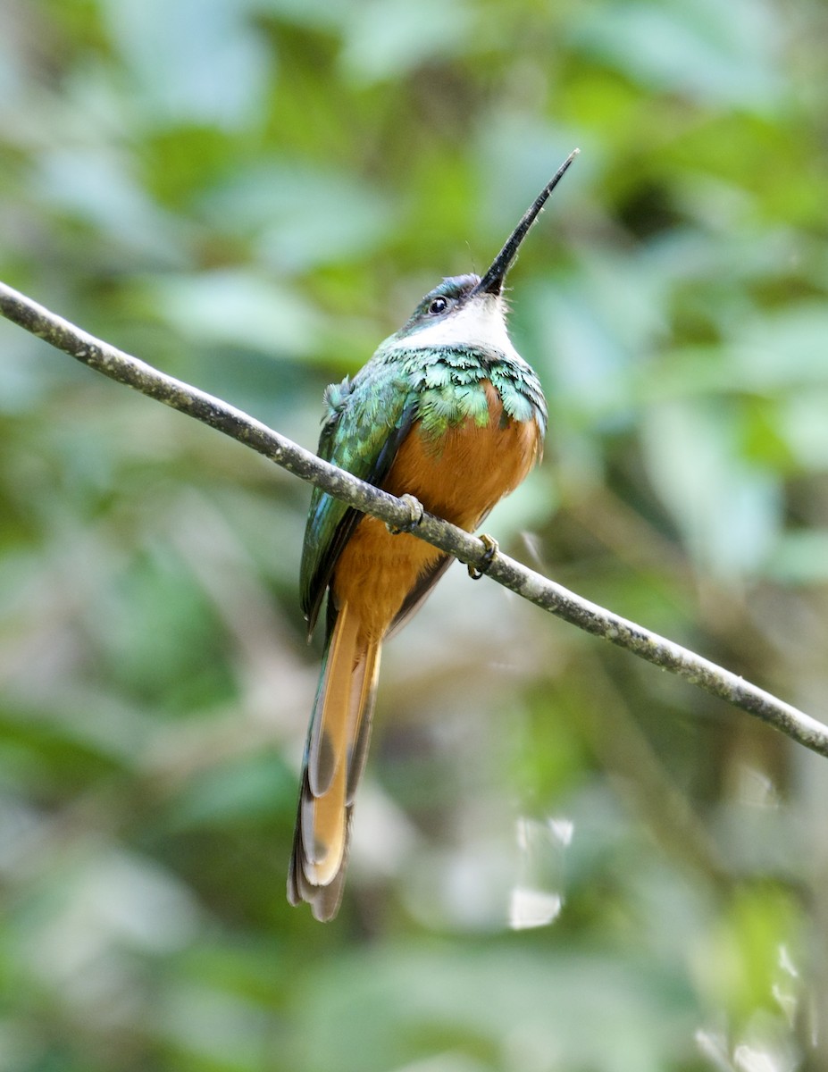 Rufous-tailed Jacamar - Yve Morrell