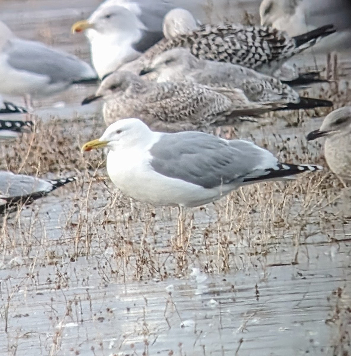 Caspian Gull - Brendan Doe