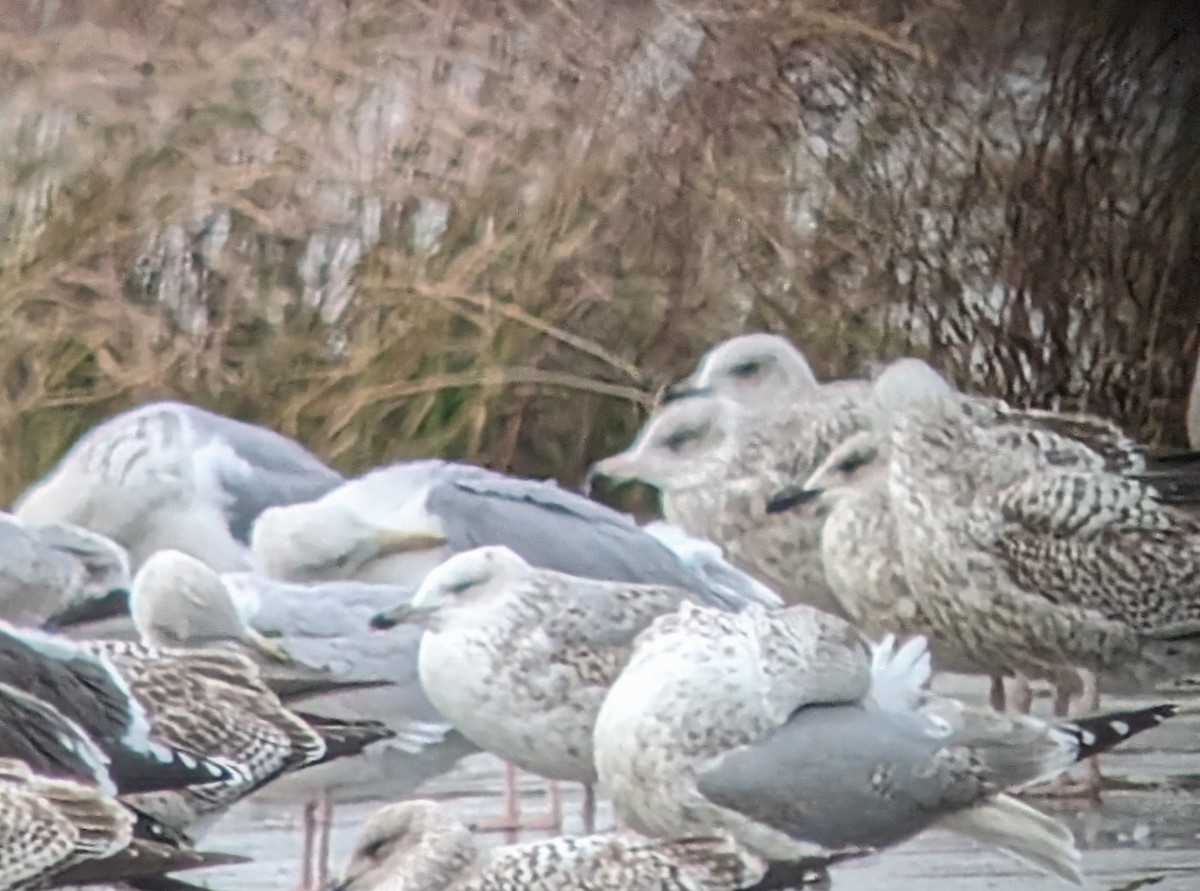 Caspian Gull - Brendan Doe