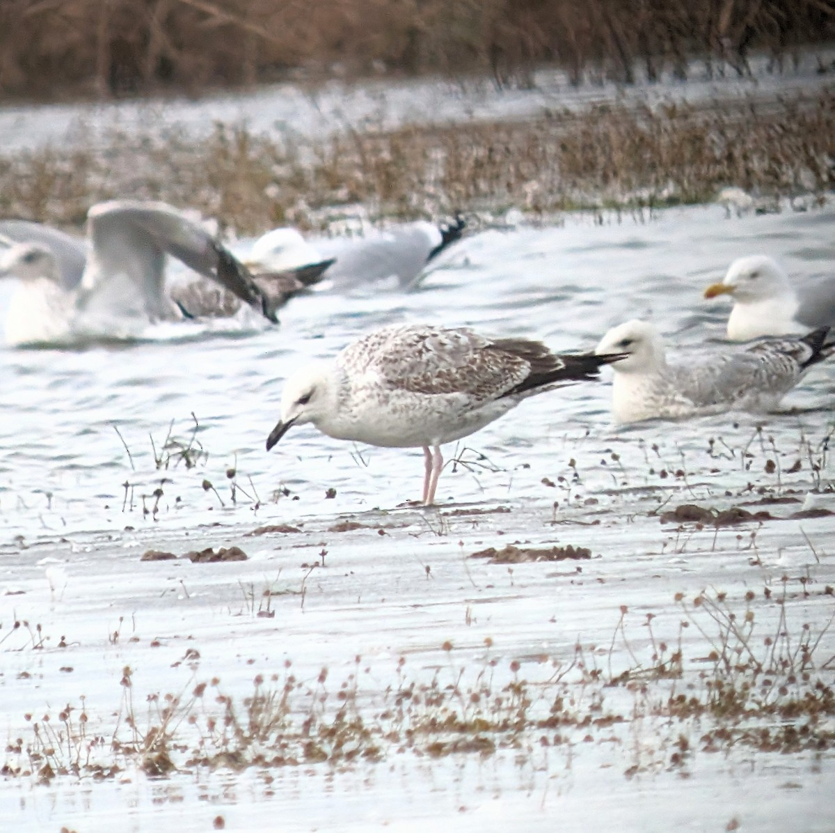 Caspian Gull - Brendan Doe