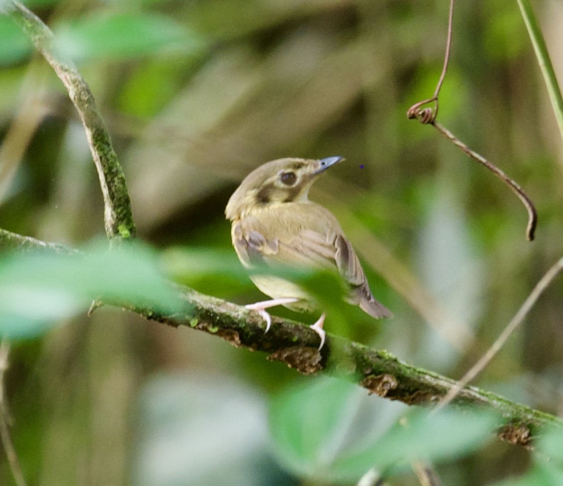 White-throated Spadebill - ML613762863