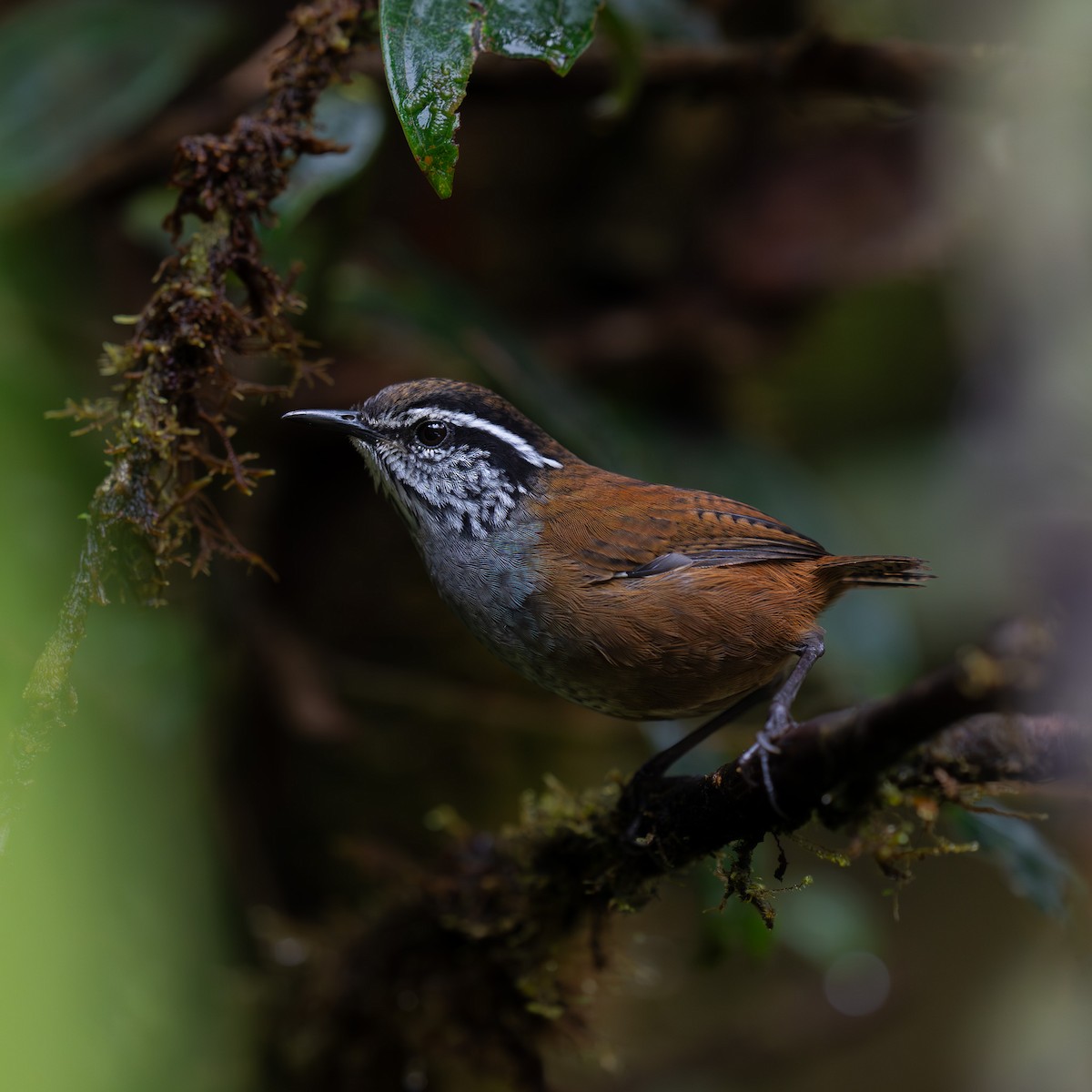 Munchique Wood-Wren - Keith Jones