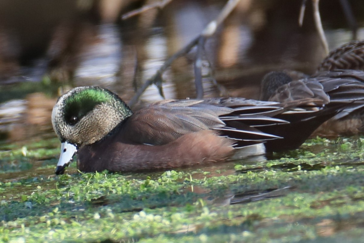 American Wigeon - michael vedder