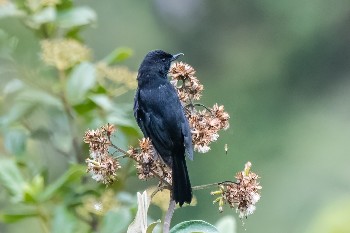 Black Flowerpiercer - ML613763093