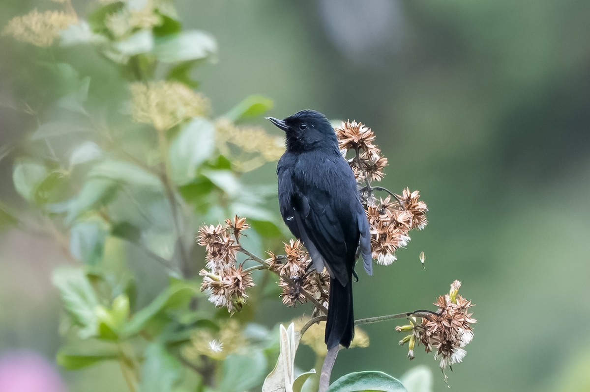 Black Flowerpiercer - ML613763094