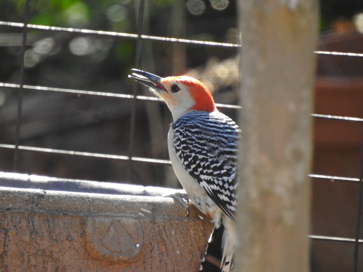 Red-bellied Woodpecker - ML613763108
