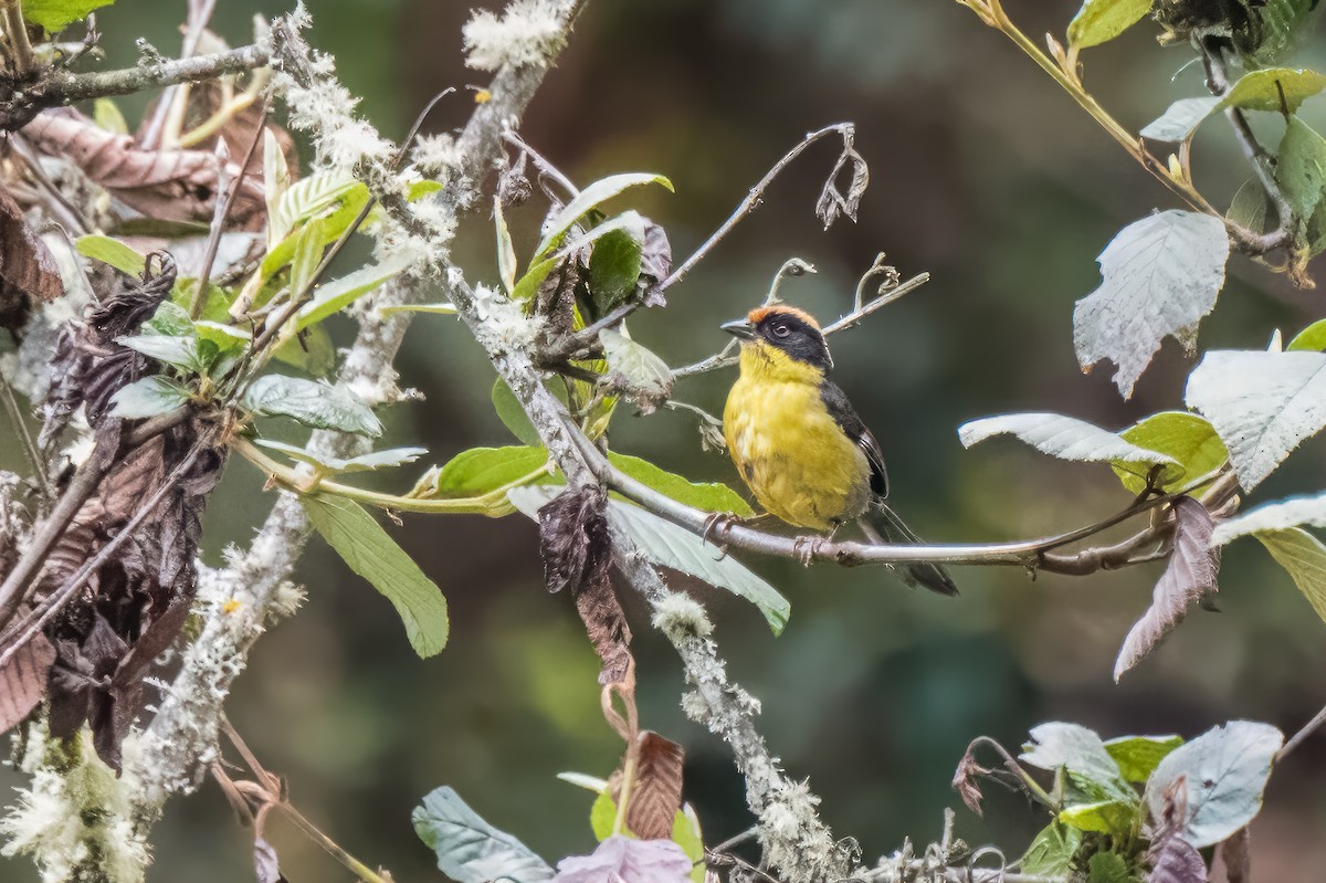 Yellow-breasted Brushfinch - ML613763120