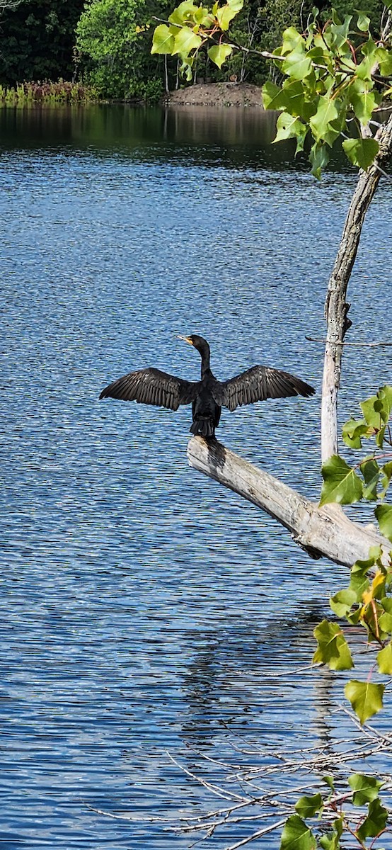 Double-crested Cormorant - ML613763137