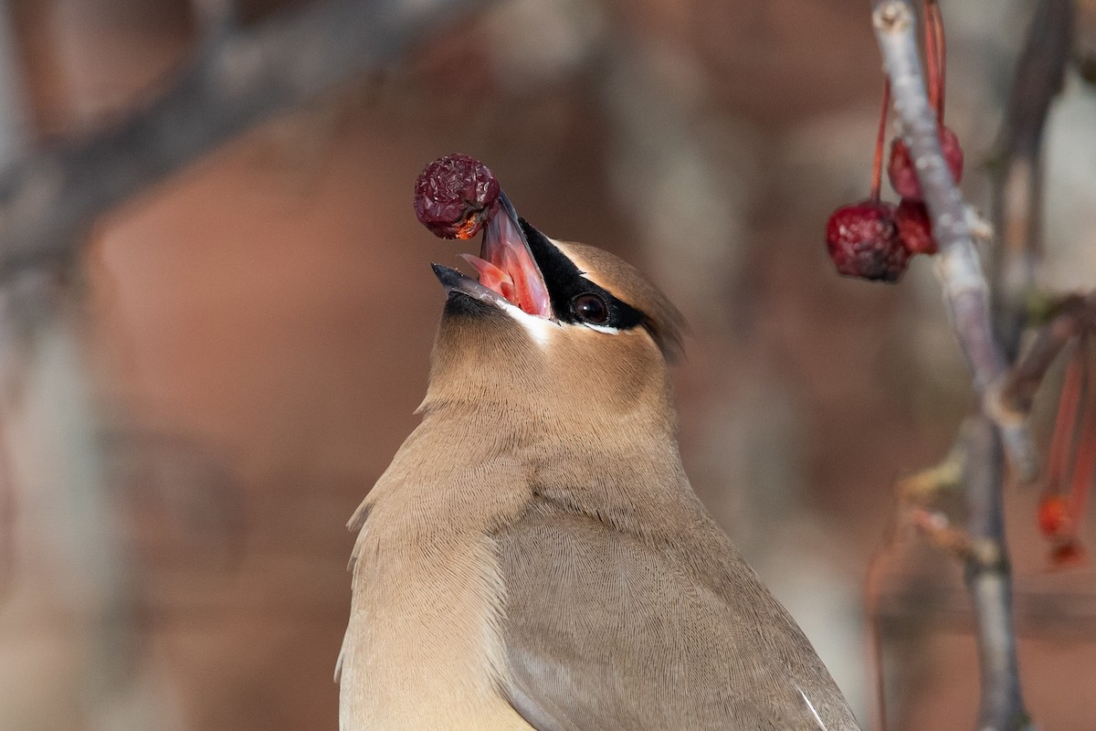 Cedar Waxwing - ML613763146