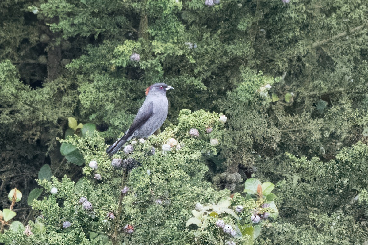 Red-crested Cotinga - ML613763147