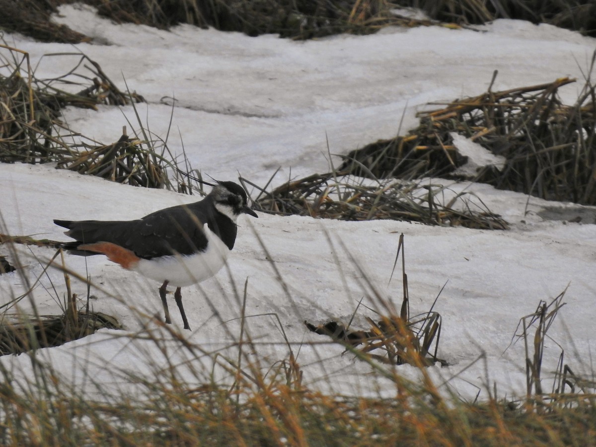 Northern Lapwing - ML613763163