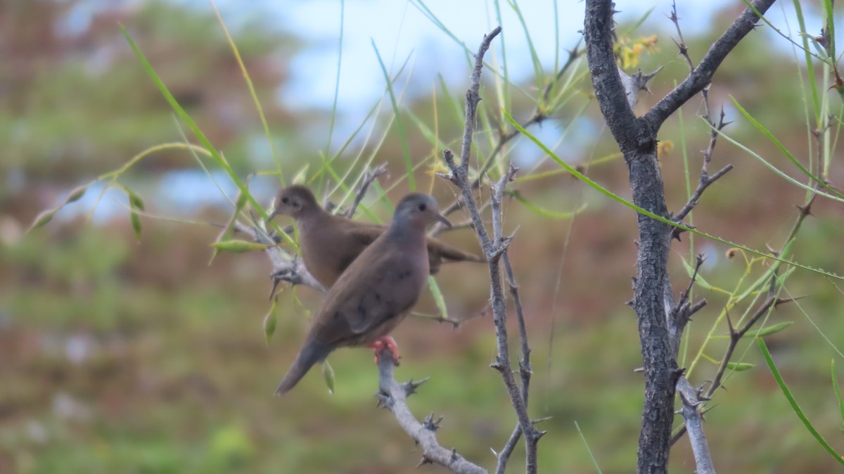 Plain-breasted Ground Dove - Mario Reyes Jr