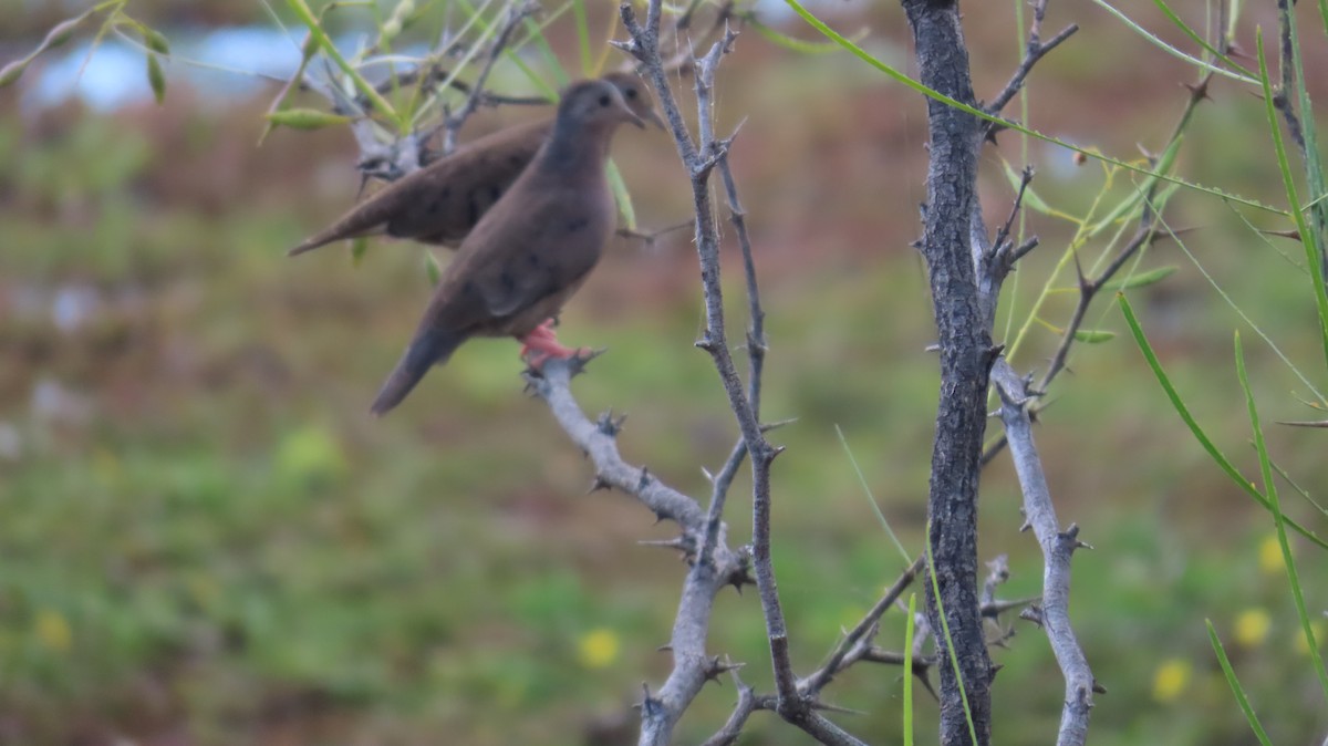 Plain-breasted Ground Dove - Mario Reyes Jr