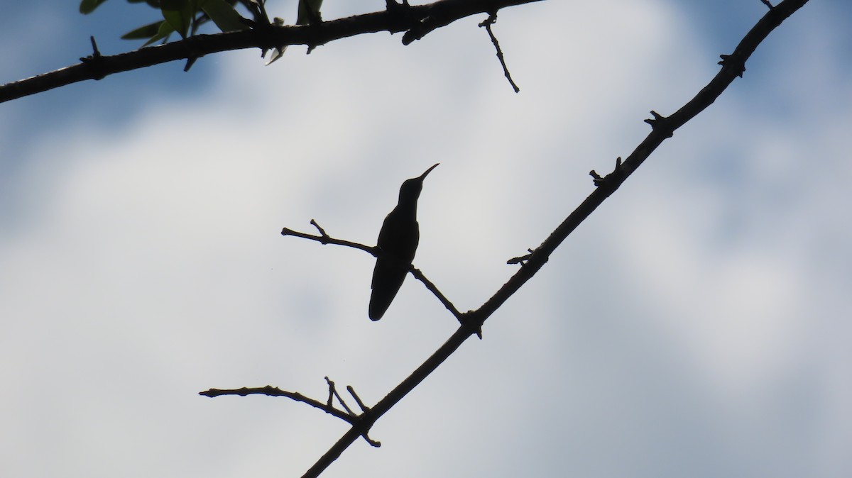 kolibřík lesklý - ML613763181