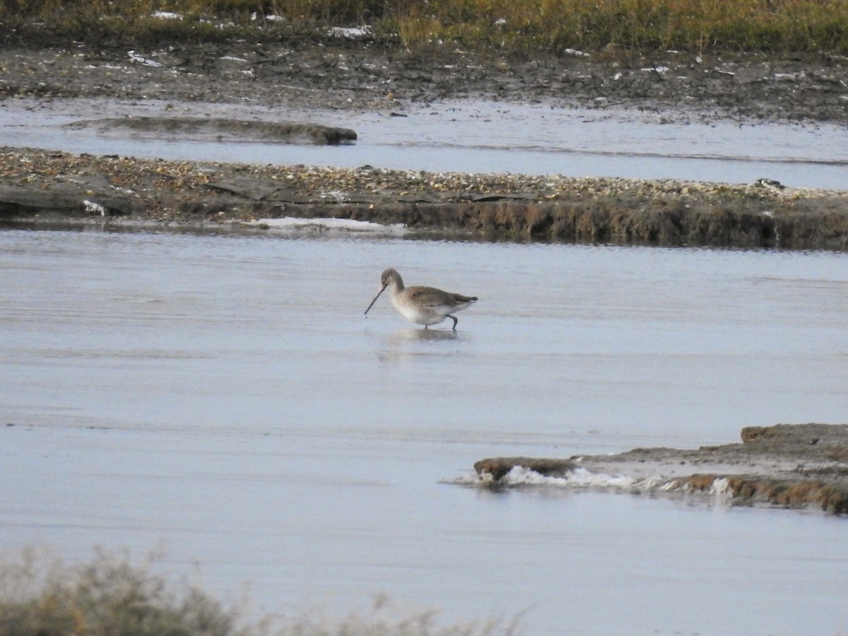 Black-tailed Godwit - ML613763184