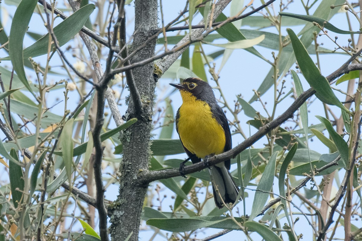 Spectacled Redstart - ML613763196