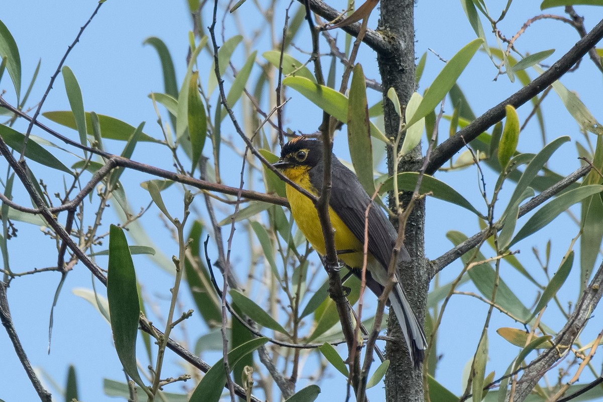 Spectacled Redstart - ML613763197