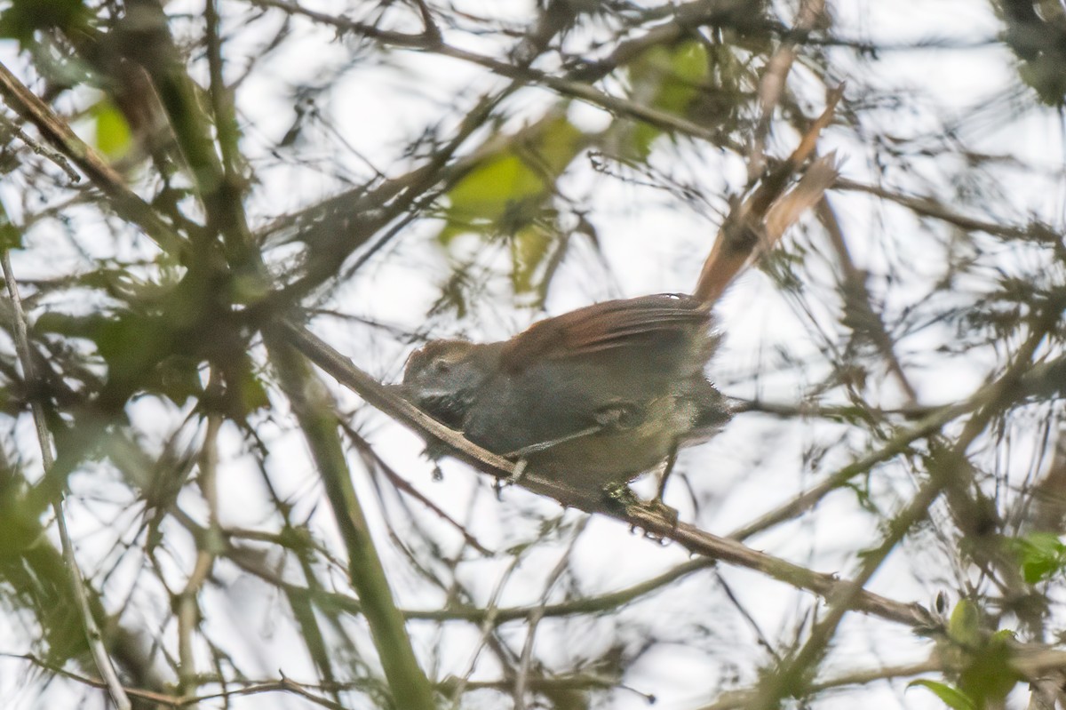 Azara's Spinetail - ML613763216